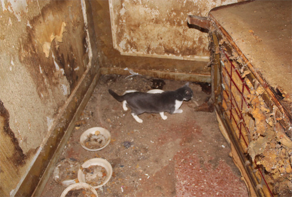 Roma, in casa 40 gatti tra mobili putrescenti: per i proprietari disposto il TSO 1