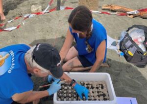 Ostia, 218 uova di tartaruga sulla spiaggia: ecco come sono state messe in salvo (VIDEO) 3
