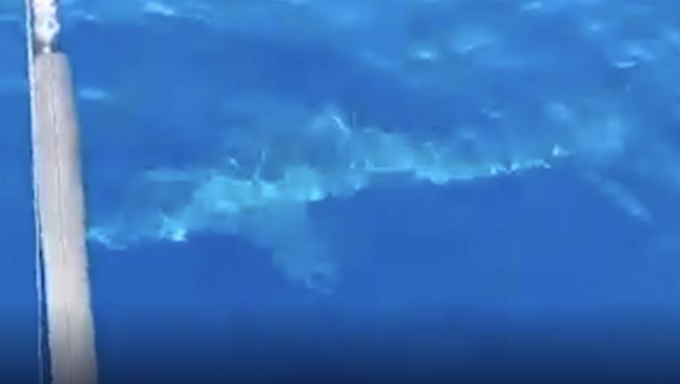 Il grande squalo bianco nel Tirreno, è così improbabile? 1