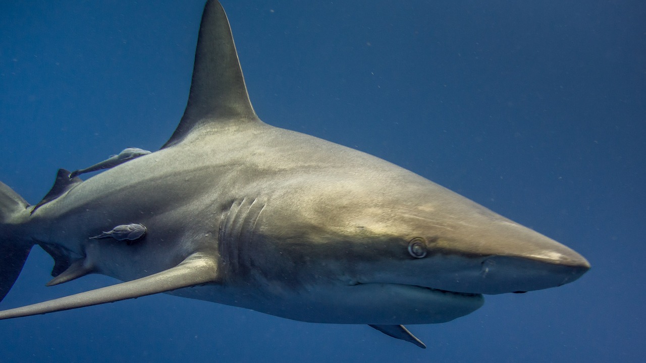 Il grande squalo bianco nel Tirreno, è così improbabile? 2