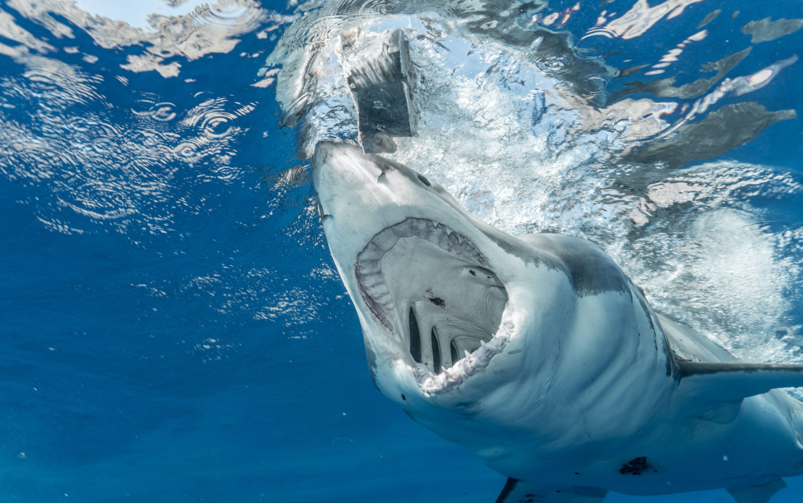 Il grande squalo bianco nel Tirreno, è così improbabile? 4