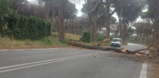 DINO-TRAVERSA-ALBERO-CROLLA-BLOCCA-CRISTOFORO-COLOMBO-OSTIA