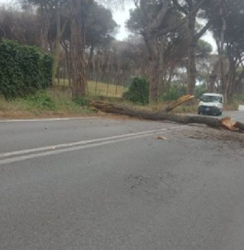 DINO-TRAVERSA-ALBERO-CROLLA-BLOCCA-CRISTOFORO-COLOMBO-OSTIA