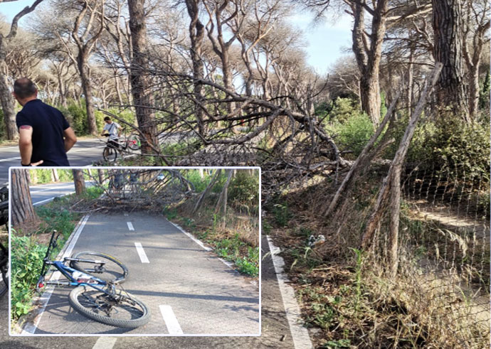 Ostia, grosso ramo precipita in Via di Castelfusano: tragedia sfiorata sulla pista ciclabile 1