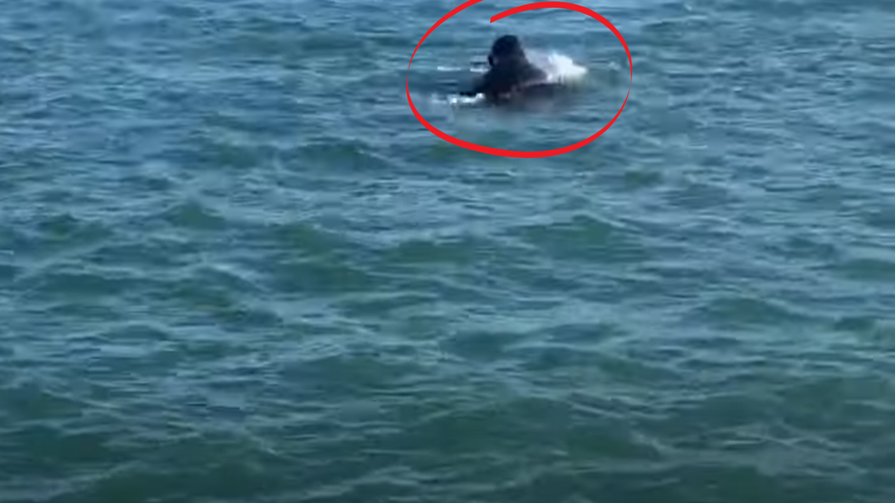 Fotogramma orca assassina contro squalo bianco