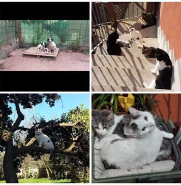 I cani e i gatti di Simona Cardone