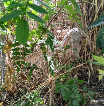 La pecora incastrata a Tor Bella Monaca