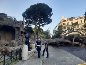 Roma, nuovo crollo di un grande pino sfiorata la tragedia in centro città 1