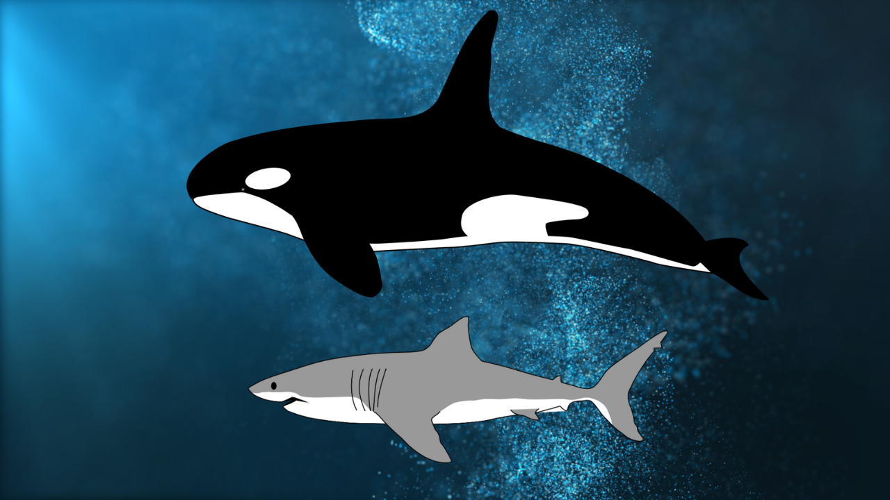 Proporzioni orca assassina e grande squalo bianco