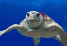 La tartaruga comune Caretta caretta