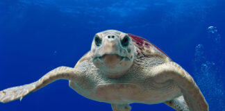 La tartaruga comune Caretta caretta