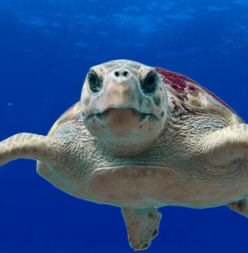 La tartaruga comune Caretta caretta