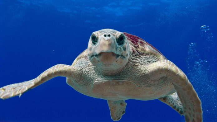 La tartaruga comune Caretta caretta