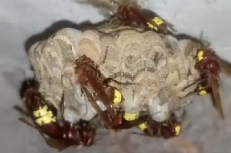 Il nido di vespe orintalis trovato in un appartamento a Monteverde