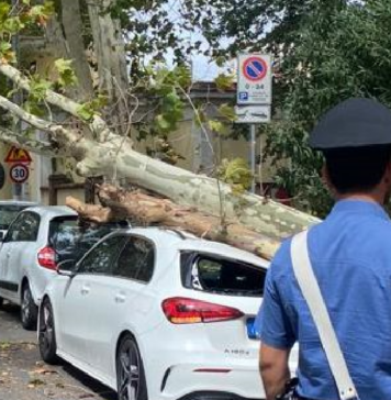 ROMA-ALBERI-CADUTO--LUNGOTEVERE-AGOSTO-TILT-CONTUSO-