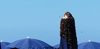 Fregene, sciame d'api sull'ombrellone: fuggi fuggi dalla spiaggia