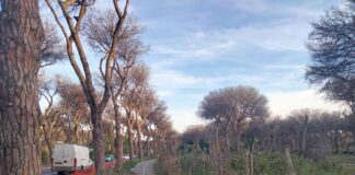 Ostia riapre la ciclabile di Castelfusano: giù i pini morti