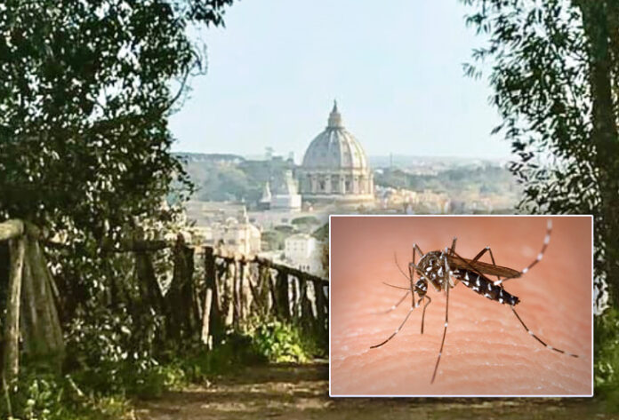 Zanzara tigre vettore della Dengue
