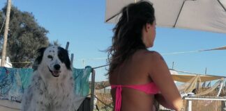 Maccarese, Ferragosto in spiaggia con il cane: tante attività al Baubeach