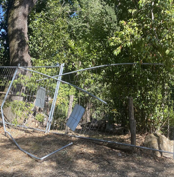 ROMA-PARCO-CENTOCELLE-ALBERI-