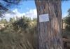Ostia Antica, strage di pini: divieto di sosta per caduta alberi nei pressi del cimitero