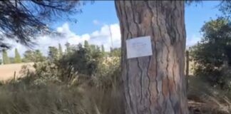 Ostia Antica, strage di pini: divieto di sosta per caduta alberi nei pressi del cimitero