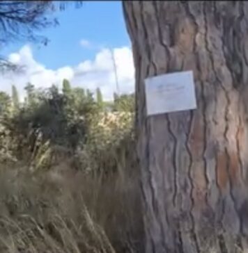 Ostia Antica, strage di pini: divieto di sosta per caduta alberi nei pressi del cimitero