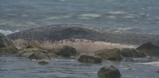 Ostia, balenottera morta trovata sugli scogli (VIDEO)