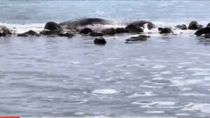 Ostia, balenottera morta trovata sugli scogli (VIDEO)