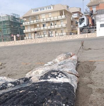 Gli esperti di “Sotto al mare”: “Così è morto il capodoglio di Ostia” (VIDEO)