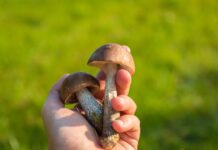 Pomezia, Sughereta di Pomezia, Parco dei Castelli Romani, escursione micologica, funghi autunnali, eventi gratuiti, natura Lazio