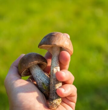 Pomezia, Sughereta di Pomezia, Parco dei Castelli Romani, escursione micologica, funghi autunnali, eventi gratuiti, natura Lazio