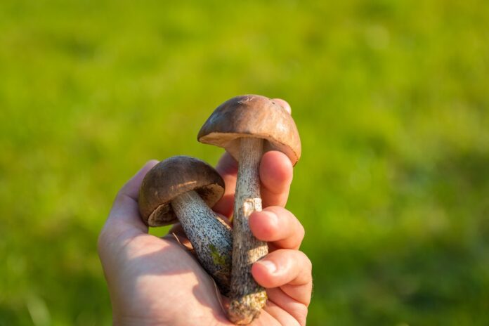 Funghi raccolti Pomezia, Sughereta di Pomezia, Parco dei Castelli Romani, escursione micologica, funghi autunnali, eventi gratuiti, natura Lazio