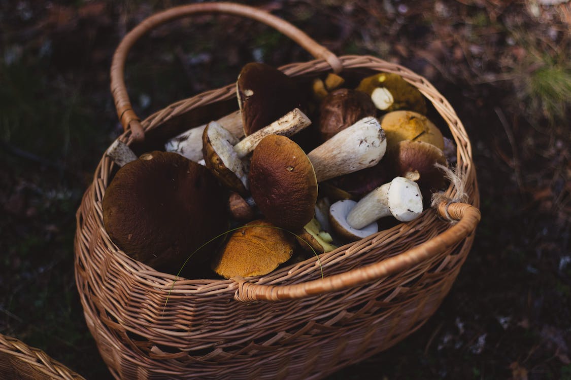 Le sagre di settembre nel Lazio: dove gustare uva, funghi porcini, nocciole e altre specialità 4 Le sagre di settembre nel Lazio: dove gustare uva, funghi porcini, nocciole e altre specialità 3