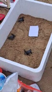 San Felice Circeo e Sabaudia, sorprese di fine estate: aperti due nidi con decine di piccolissime tartarughe