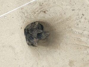 San Felice Circeo e Sabaudia, sorprese di fine estate: aperti due nidi con decine di piccolissime tartarughe