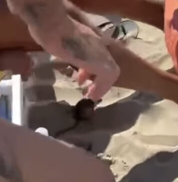 Passoscuro, topo in spiaggia. Bagnanti cercano di prenderlo