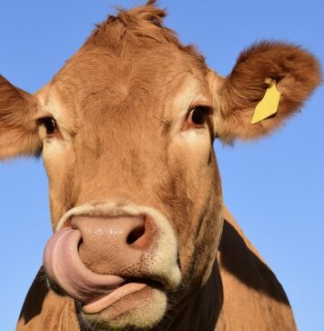una mucca