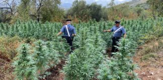 La piantagione di cannabis a Fara Sabina