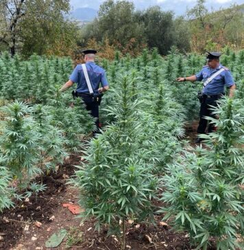 La piantagione di cannabis a Fara Sabina