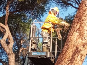 Roma, il sindaco Gualtieri chiede aiuto ai volontari per abbattere un alto “pino pinea” 1