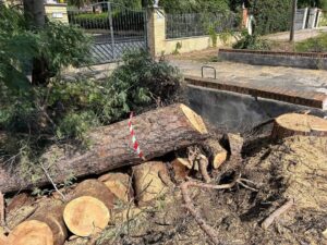 Tronchi di pini abbattuti all'Infernetto mettono a rischio la sicurezza del quartiere, ecco perché 1