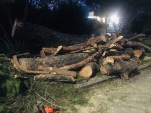Axa, albero killer: grande paura per un pino che si è abbattuto su alcune auto