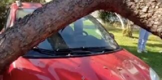 Axa, albero killer: grande paura per un pino che si è abbattuto su alcune auto