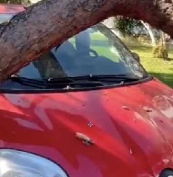 Axa, albero killer: grande paura per un pino che si è abbattuto su alcune auto