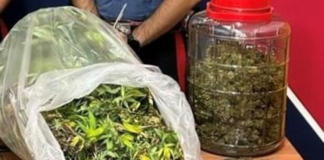 MORLUPO-PIANTE-MARIJUANA-CARABINIERI-8-CHILI-DROGA-ARRESTO-51ENNE-