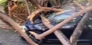 Axa, albero killer: grande paura per un pino che si è abbattuto su alcune auto