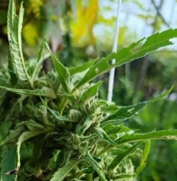 Nettuno, marijuana tra i vigneti: maxi sequestro della Polizia