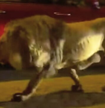 Ladispoli, circo Rony Roller prosegue senza animali: accordo tra sindaco e gestore