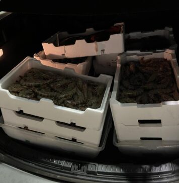Fiumicino, 60 kg di pesce sequestrati dalla Capitaneria di Porto: erano dentro il bagagliaio di un’auto